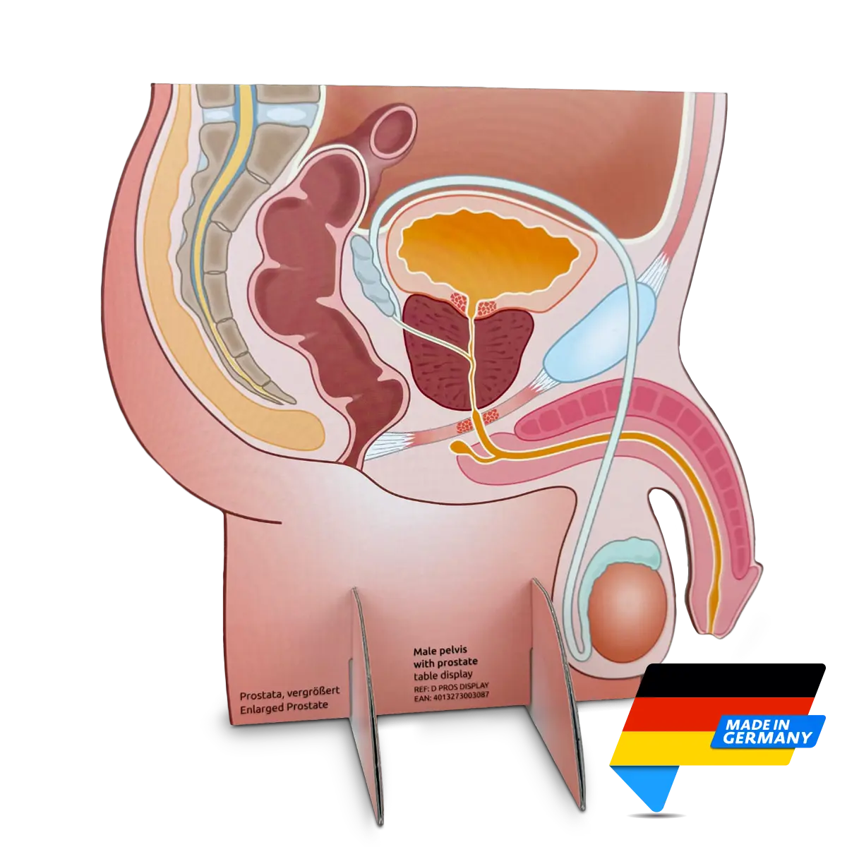 Male anatomical 2D Model