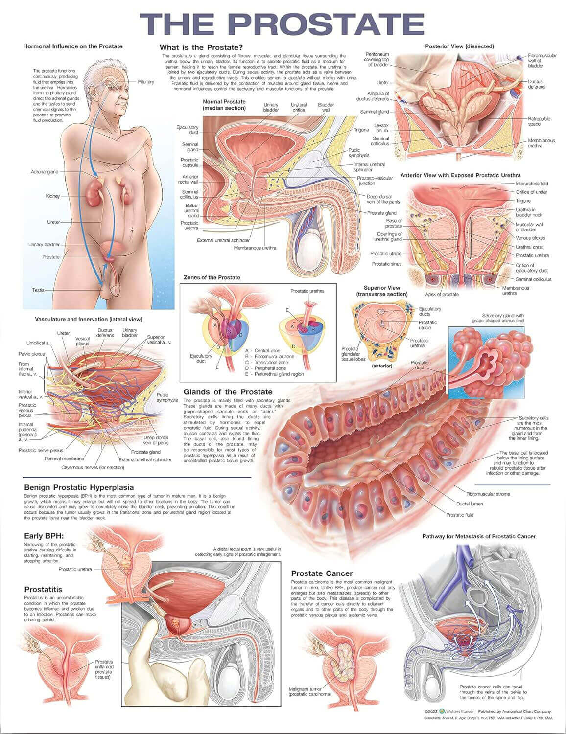 Laminated Medical Chart | The Prostate