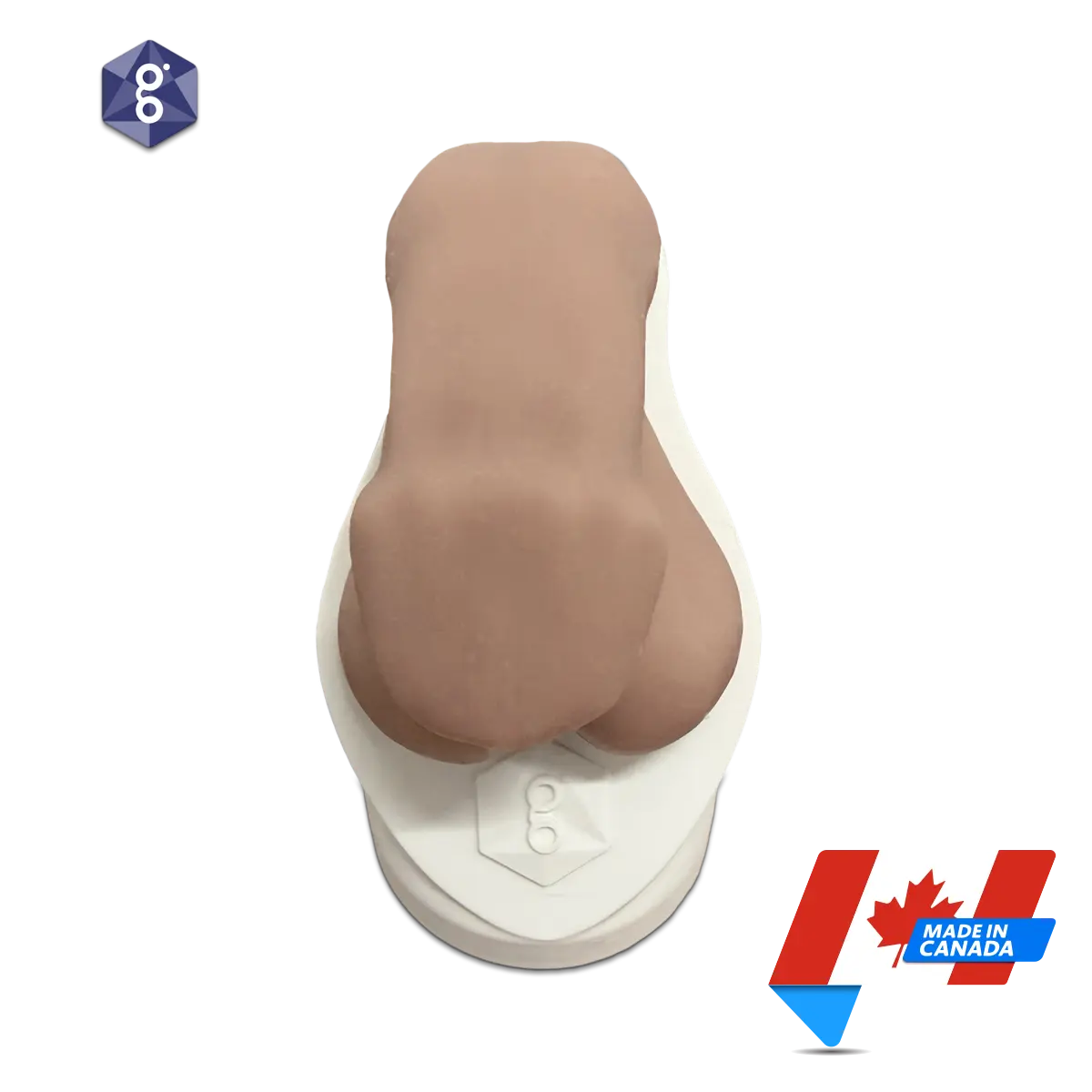 Atlas™ Men’s Pelvic Health Educational Model