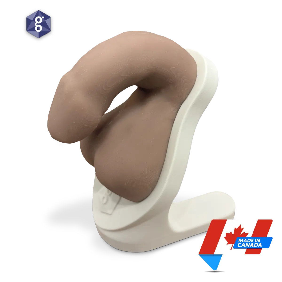 Atlas™ Men’s Pelvic Health Educational Model
