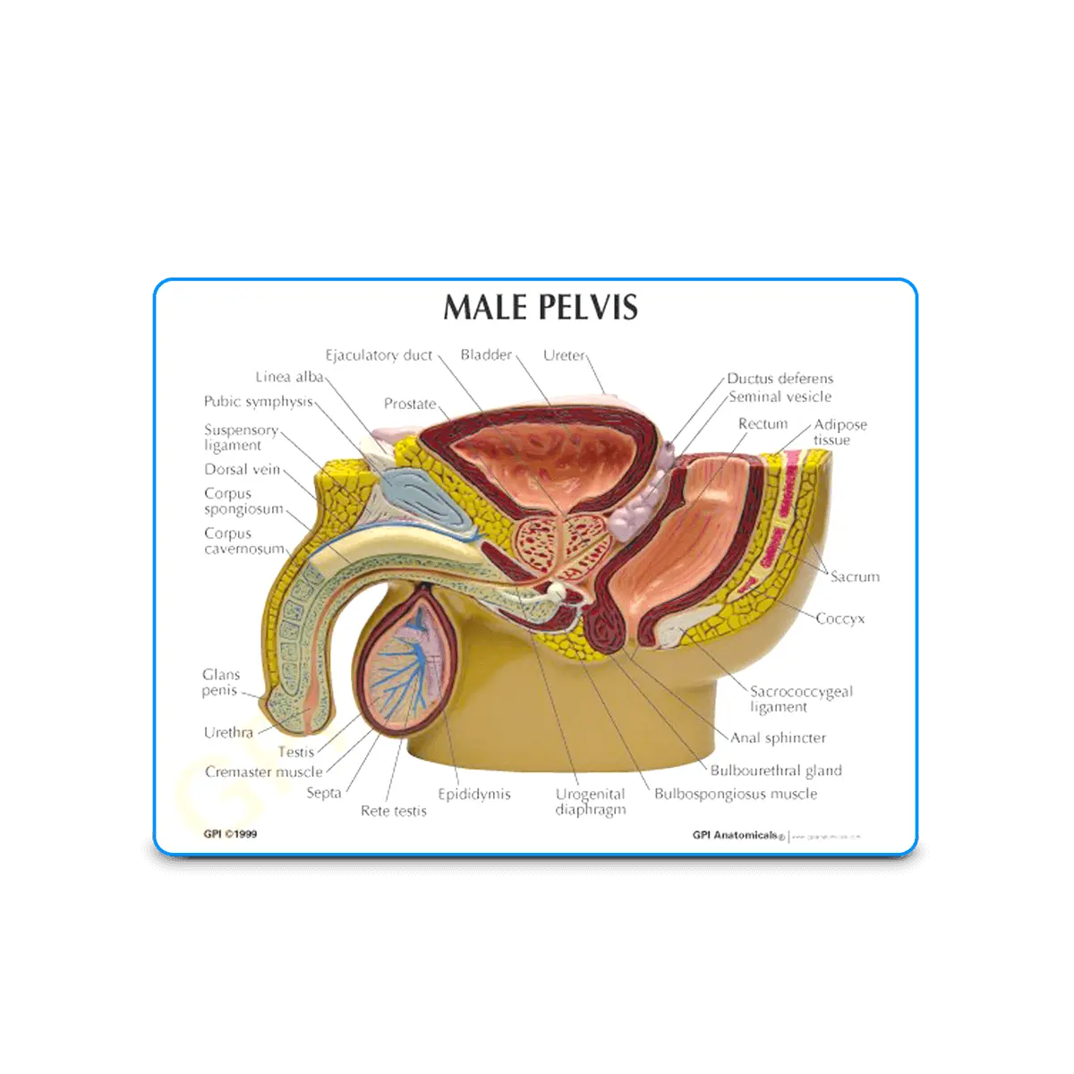 3D Male Pelvis and Prostate Model