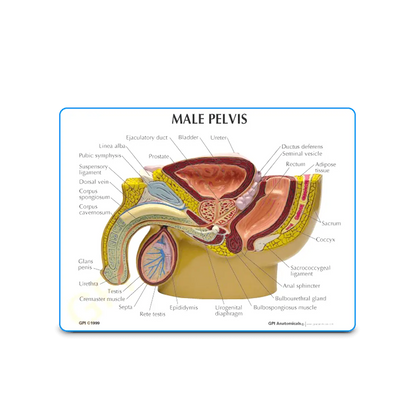 3D Male Pelvis and Prostate Model