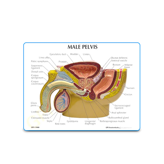 3D Male Pelvis and Prostate Model