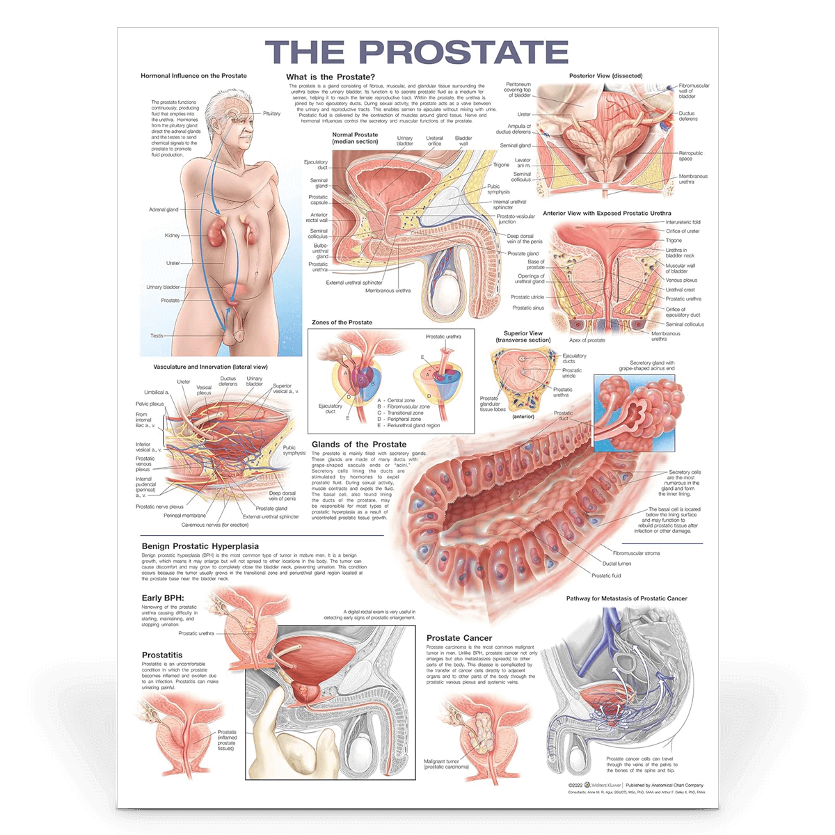 Laminated Medical Chart  | The Prostate