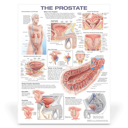 Laminated Medical Chart  | The Prostate