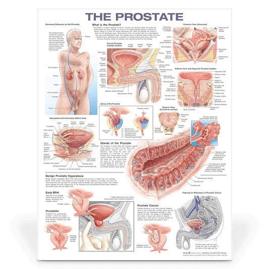 Laminated Medical Chart  | The Prostate