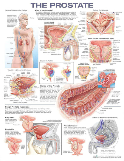 Laminated Medical Chart  | The Prostate